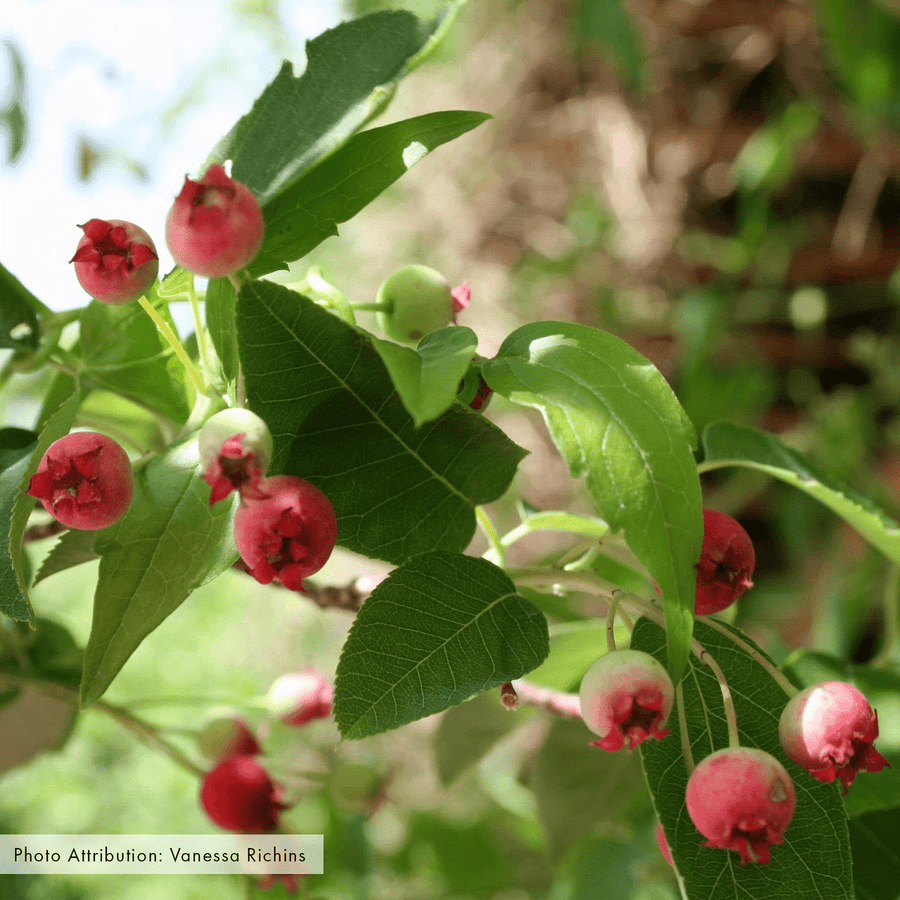 Bare Root Allegheny Serviceberry (Amelanchier laevis) - Monticello Shop
