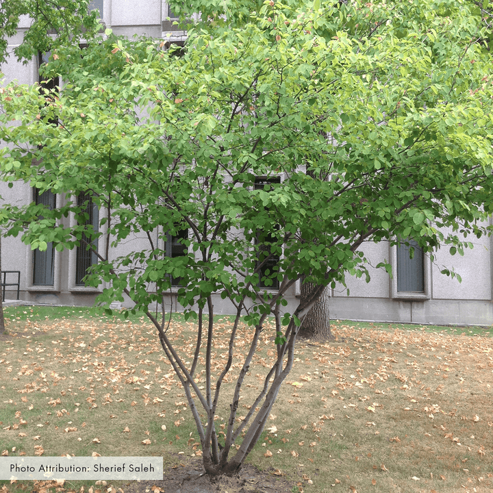 Bare Root Allegheny Serviceberry (Amelanchier laevis) - Monticello Shop
