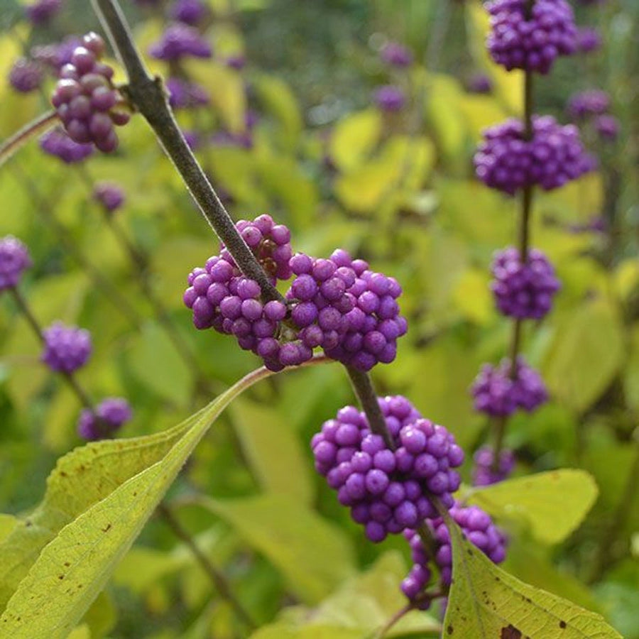 Bare Root American Beautyberry (Callicarpa americana) - Monticello Shop