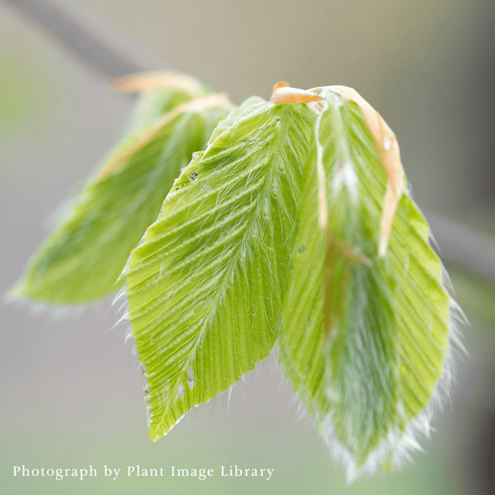 Bare Root American Beech (Fagus grandifolia) - Monticello Shop