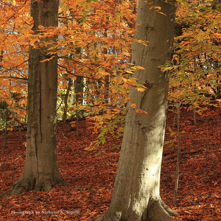 Bare Root American Beech (Fagus grandifolia) - Monticello Shop