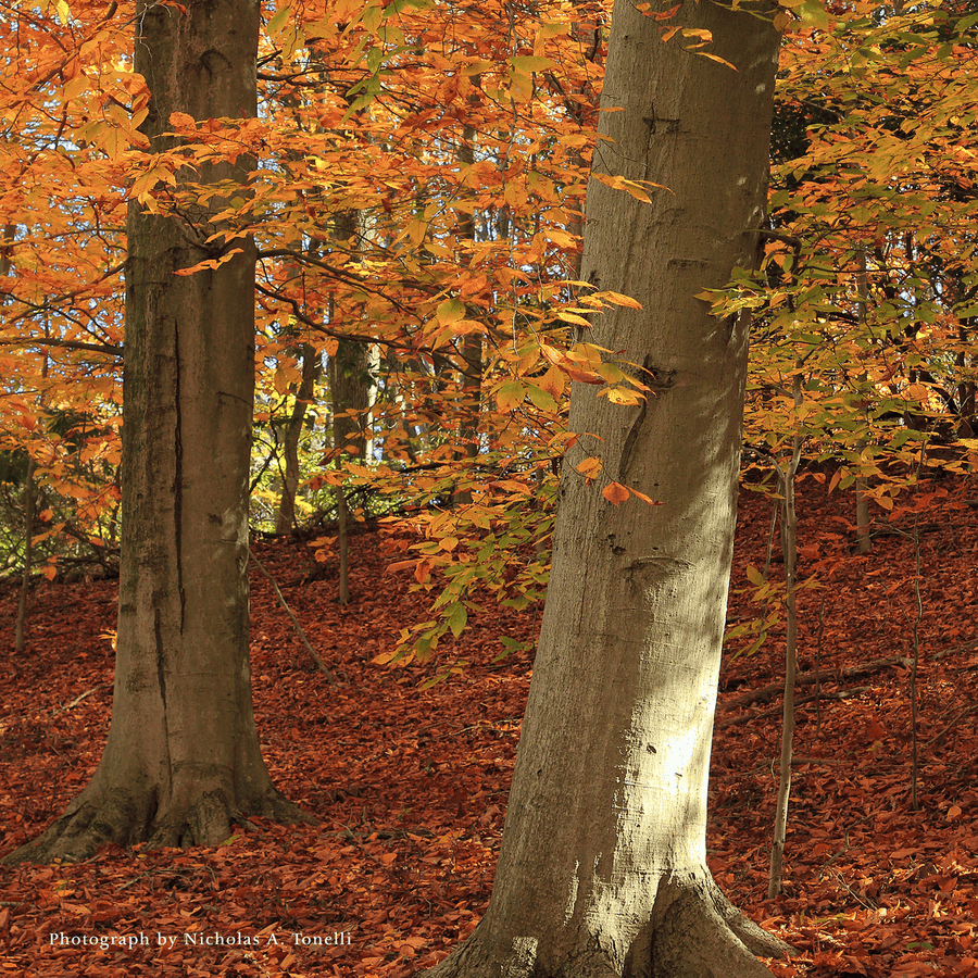Bare Root American Beech (Fagus grandifolia) - Monticello Shop