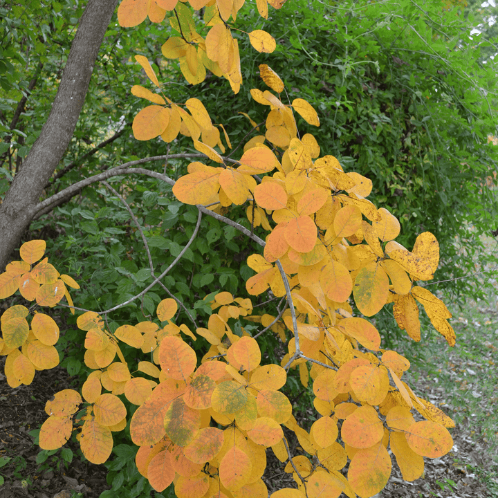 Bare Root American Smoketree (Cotinus obovatus) - Monticello Shop