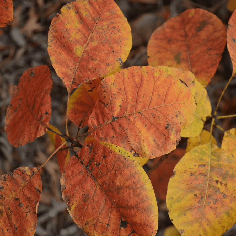 Bare Root American Smoketree (Cotinus obovatus) - Monticello Shop