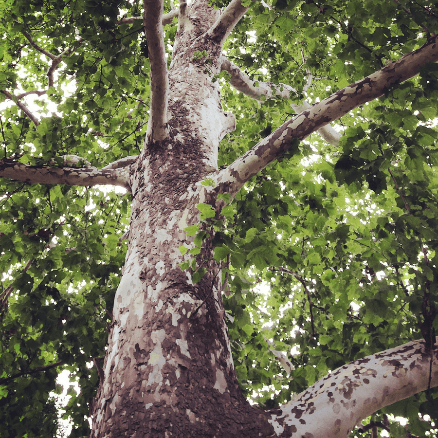 Bare Root American Sycamore (Platanus occidentalis) - Monticello Shop