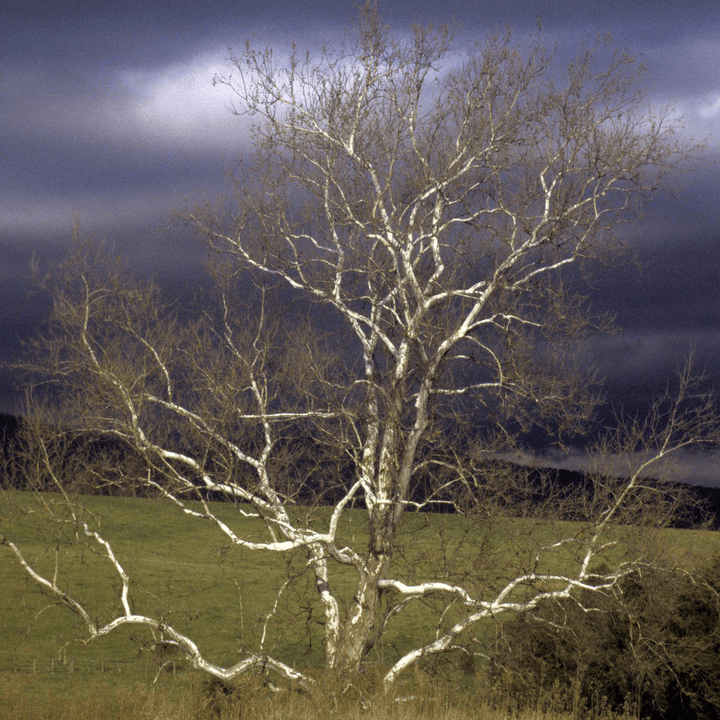 Bare Root American Sycamore (Platanus occidentalis) - Monticello Shop
