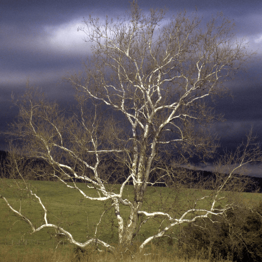 Bare Root American Sycamore (Platanus occidentalis) - Monticello Shop