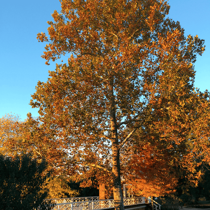 Bare Root American Sycamore (Platanus occidentalis) - Monticello Shop