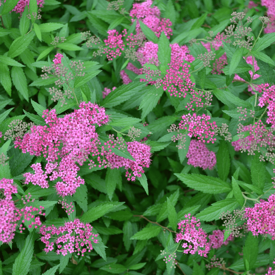 Bare Root Anthony Waterer Spirea (Spiraea japonica cv.) - Monticello Shop