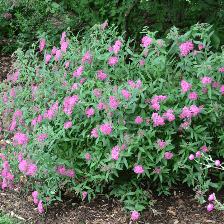 Bare Root Anthony Waterer Spirea (Spiraea japonica cv.) - Monticello Shop