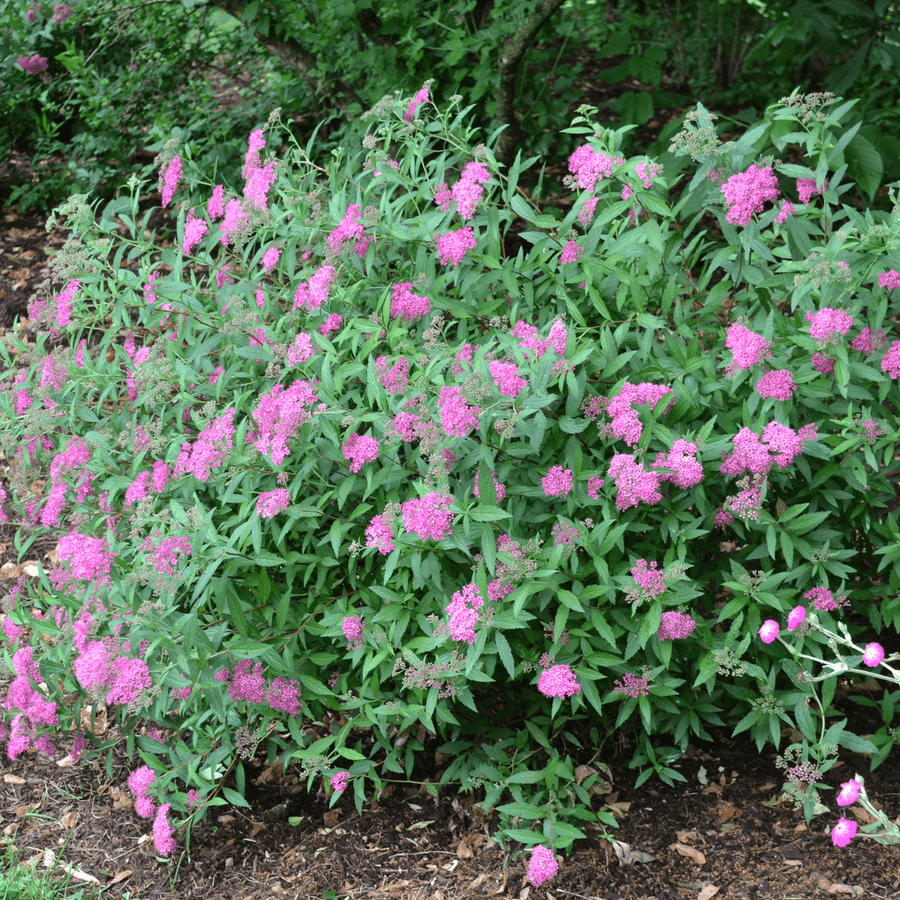 Bare Root Anthony Waterer Spirea (Spiraea japonica cv.) - Monticello Shop