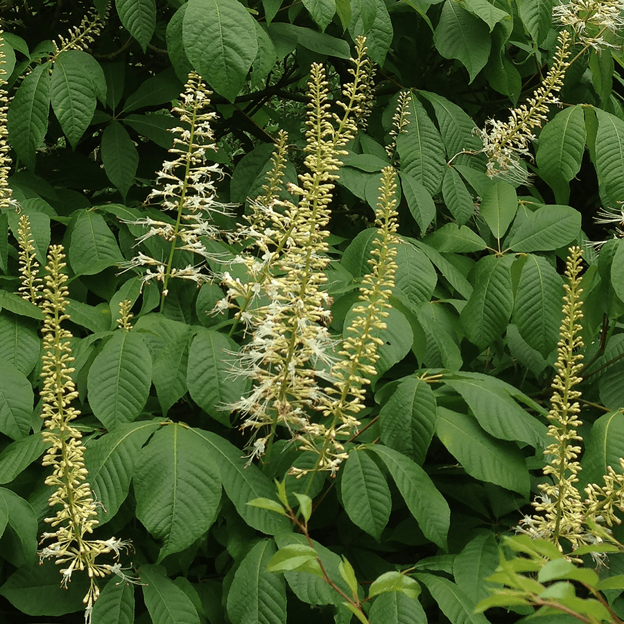 Bare Root Bottlebrush Buckeye (Aesculus parviflora) - Monticello Shop
