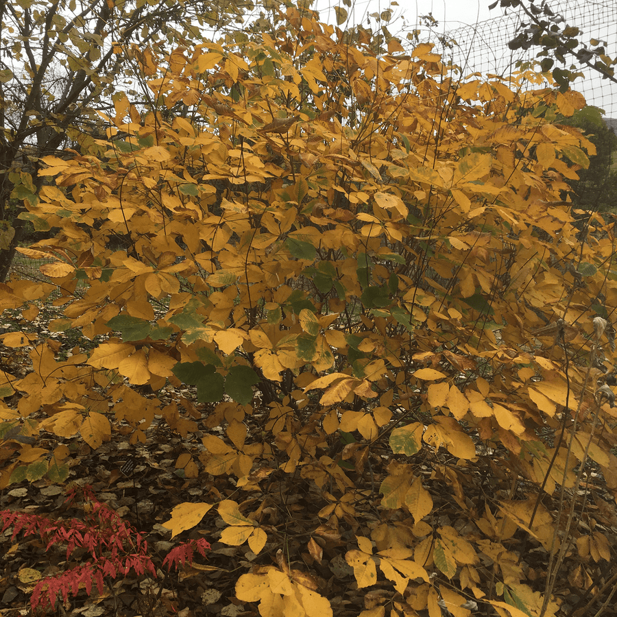 Bare Root Bottlebrush Buckeye (Aesculus parviflora) - Monticello Shop