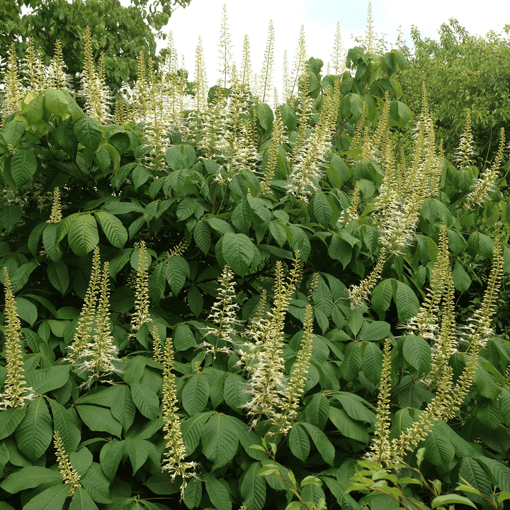 Bare Root Bottlebrush Buckeye (Aesculus parviflora) - Monticello Shop