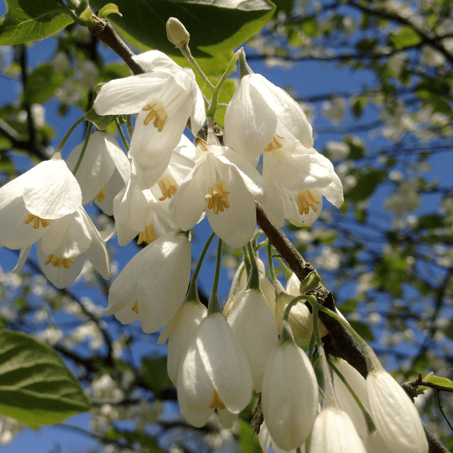 Bare Root Carolina Silverbell Tree (Halesia tetraptera) - Monticello Shop