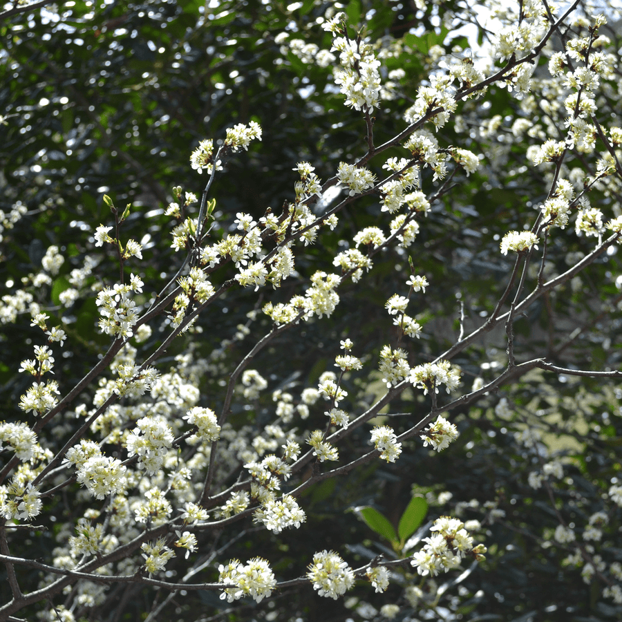 Bare Root Chickasaw Plum (Prunus angustifolia) - Monticello Shop