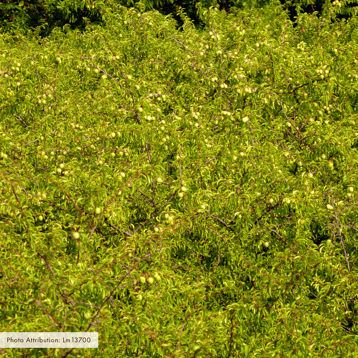 Bare Root Chickasaw Plum (Prunus angustifolia) - Monticello Shop