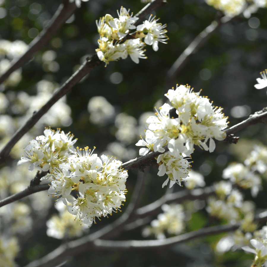 Bare Root Chickasaw Plum (Prunus angustifolia) - Monticello Shop
