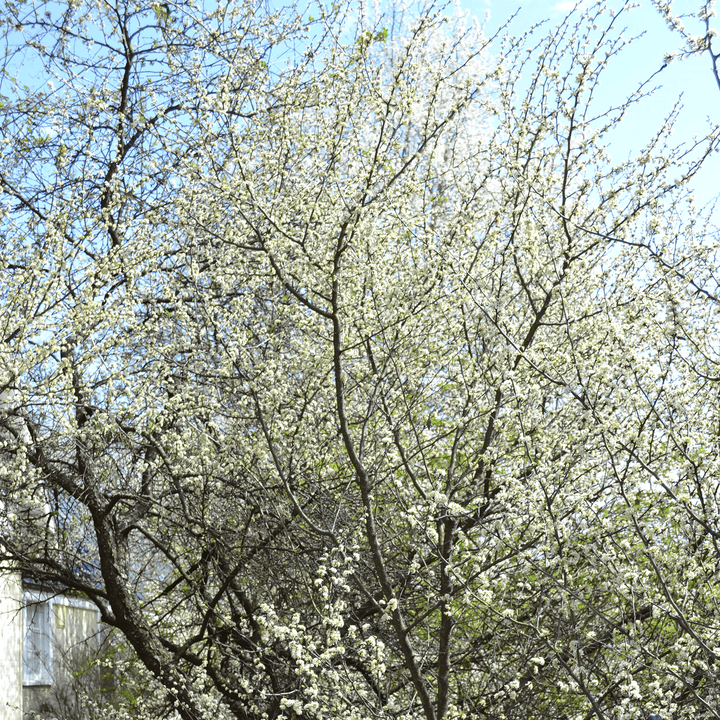 Bare Root Chickasaw Plum (Prunus angustifolia) - Monticello Shop