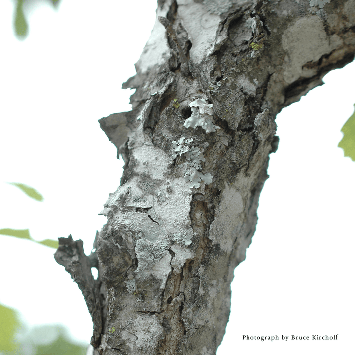 Bare Root Chinkapin Oak (Quercus muehlenbergii) - Monticello Shop