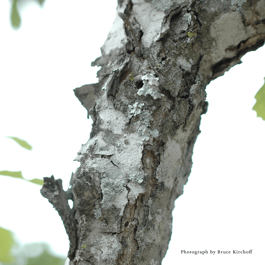 Bare Root Chinkapin Oak (Quercus muehlenbergii) - Monticello Shop
