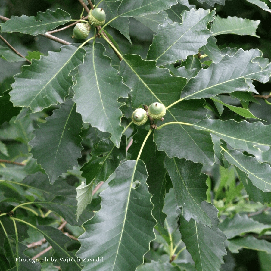 Bare Root Chinkapin Oak (Quercus muehlenbergii) - Monticello Shop