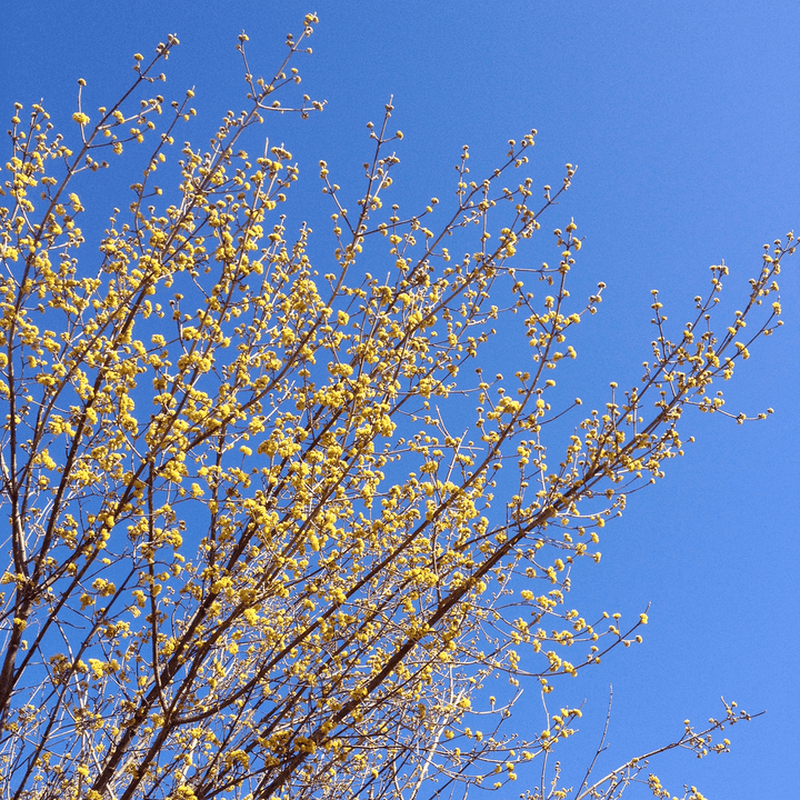 Bare Root Cornelian Cherry (Cornus mas) - Monticello Shop