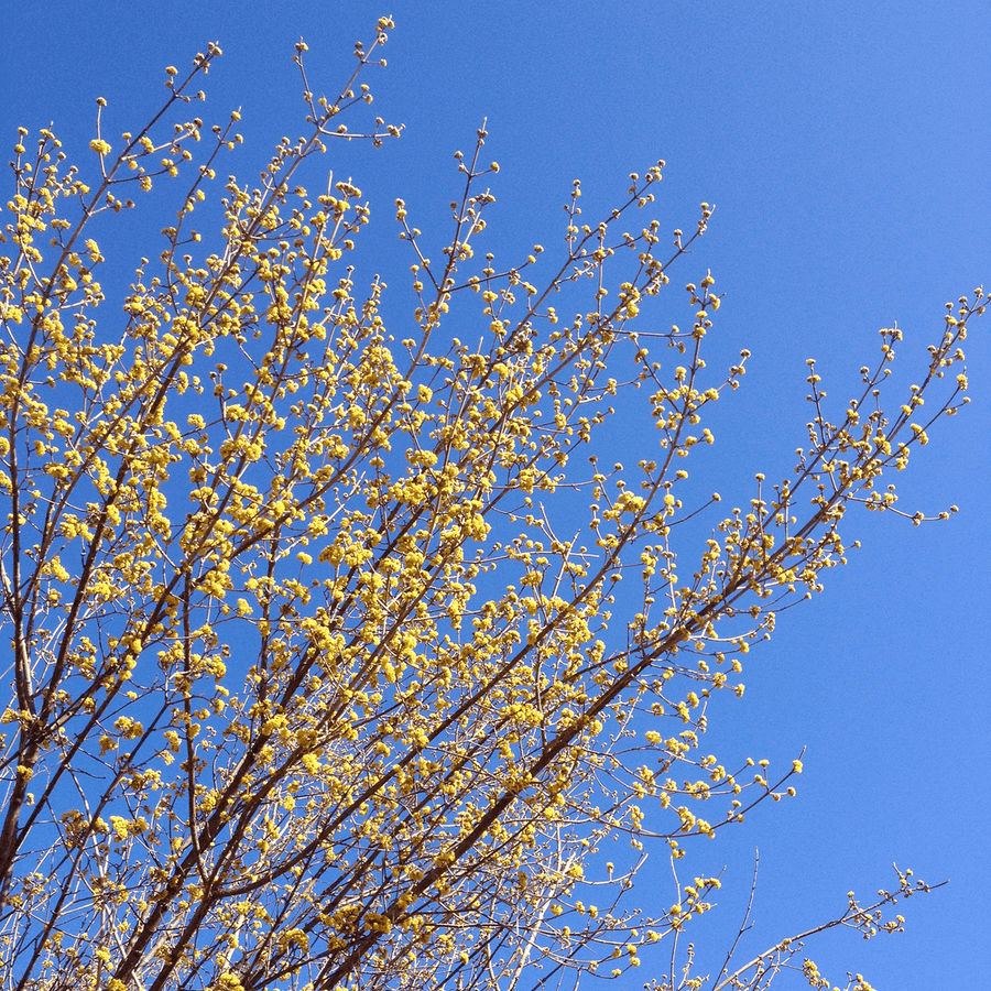 Bare Root Cornelian Cherry (Cornus mas) - Monticello Shop