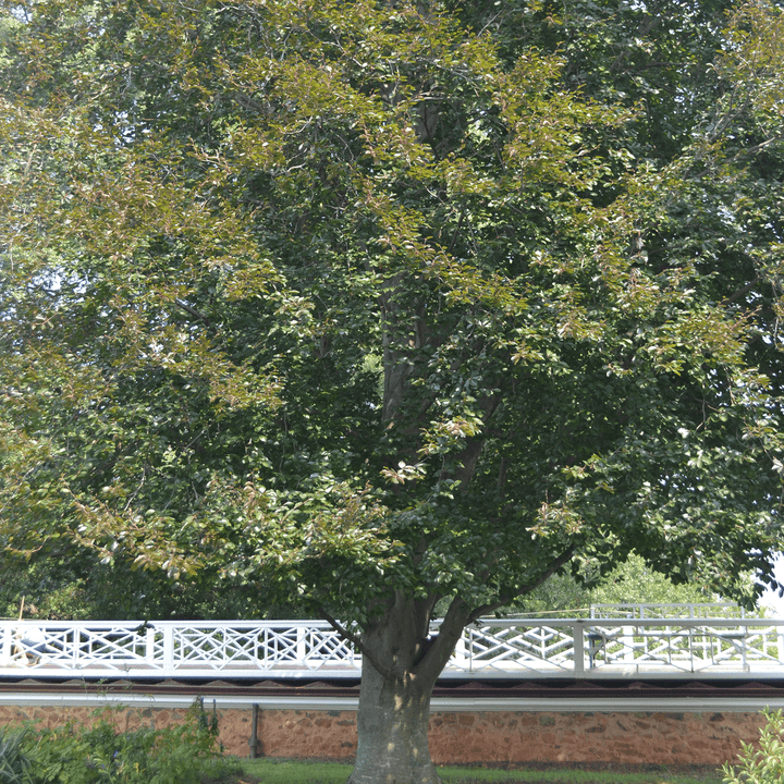 Bare Root European Copper Beech (Fagus sylvatica 'Purpurea') - Monticello Shop