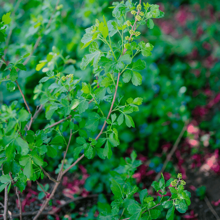 Bare Root Fragrant Sumac (Rhus aromatica) - Monticello Shop