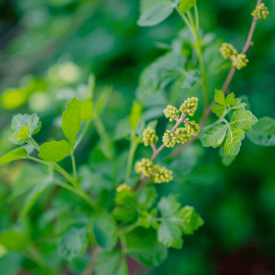 Bare Root Fragrant Sumac (Rhus aromatica) - Monticello Shop
