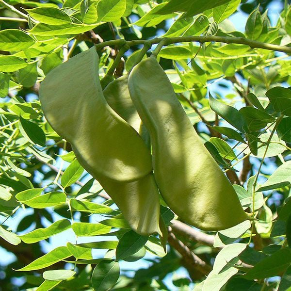 Bare Root Kentucky Coffeetree (Gymnocladus dioica) - Monticello Shop
