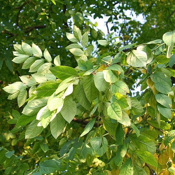 Bare Root Kentucky Coffeetree (Gymnocladus dioica) - Monticello Shop