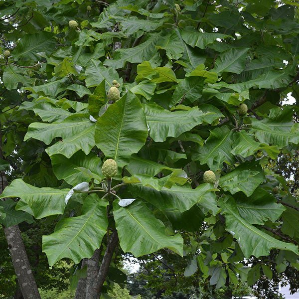 Bare Root Large - leaved Magnolia (Magnolia macrophylla) - Monticello Shop