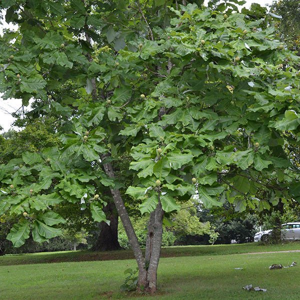 Bare Root Large - leaved Magnolia (Magnolia macrophylla) - Monticello Shop