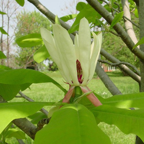 Bare Root Large - leaved Magnolia (Magnolia macrophylla) - Monticello Shop