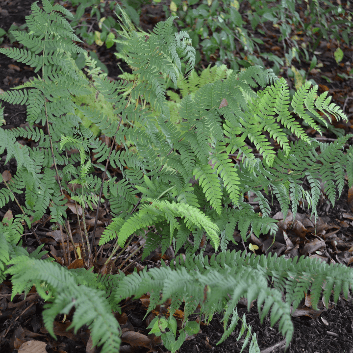 Bare Root Marginal Shield Fern (Dryopteris marginalis) - Monticello Shop