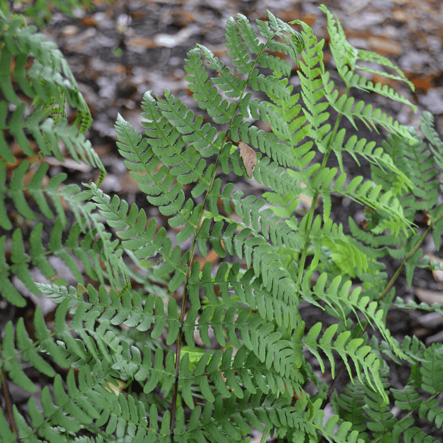 Bare Root Marginal Shield Fern (Dryopteris marginalis) - Monticello Shop