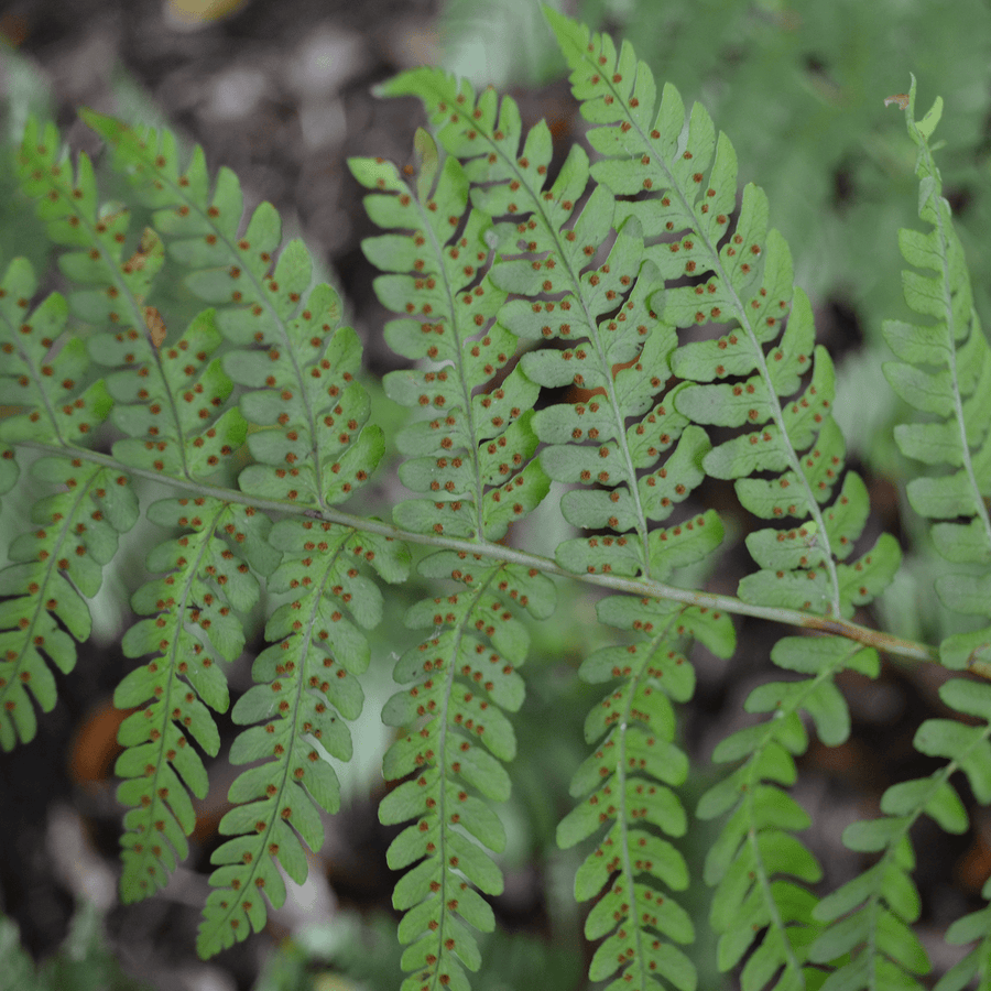 Bare Root Marginal Shield Fern (Dryopteris marginalis) - Monticello Shop