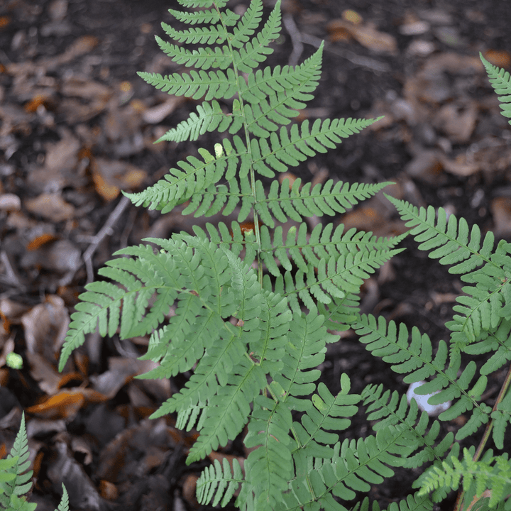 Bare Root Marginal Shield Fern (Dryopteris marginalis) - Monticello Shop