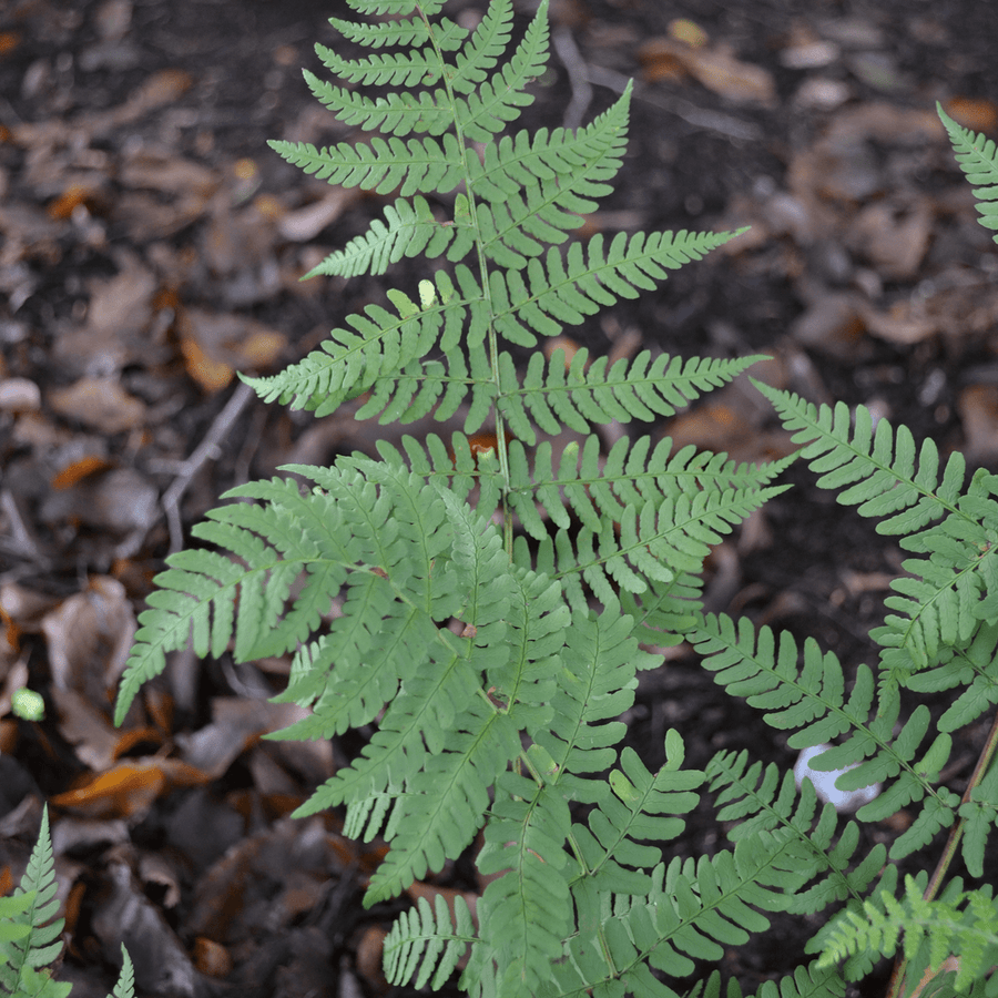 Bare Root Marginal Shield Fern (Dryopteris marginalis) - Monticello Shop