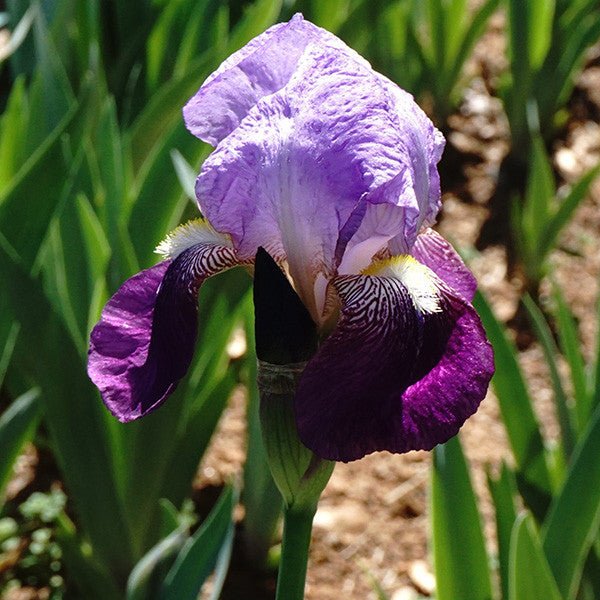 Bare Root Monterey Iris (Iris x germanica cv.) - Monticello Shop