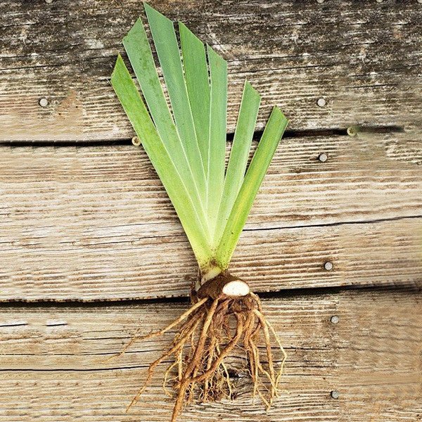 Bare Root Monterey Iris (Iris x germanica cv.) - Monticello Shop