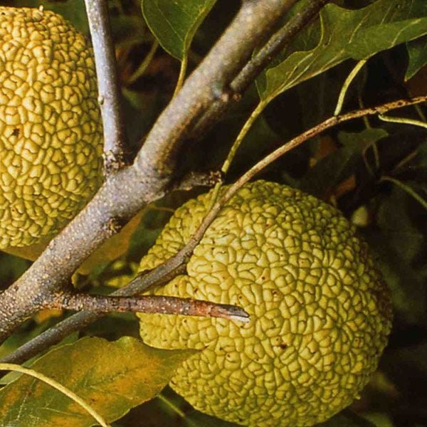 Bare Root Osage Orange (Maclura pomifera) - Monticello Shop