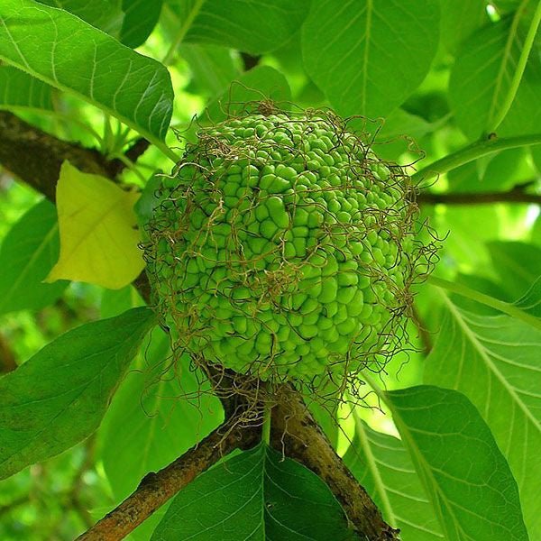 Bare Root Osage Orange (Maclura pomifera) - Monticello Shop