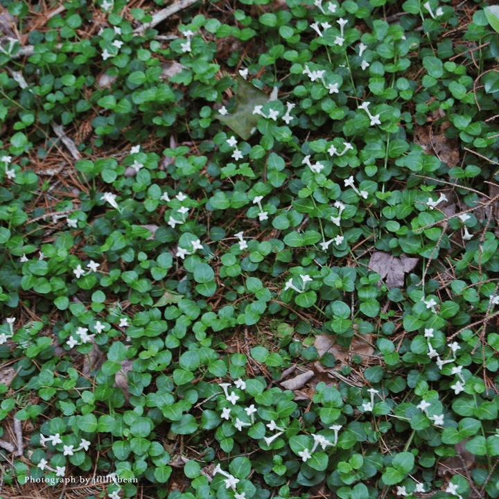 Bare Root Partridge Berry (Mitchella repens) - Monticello Shop