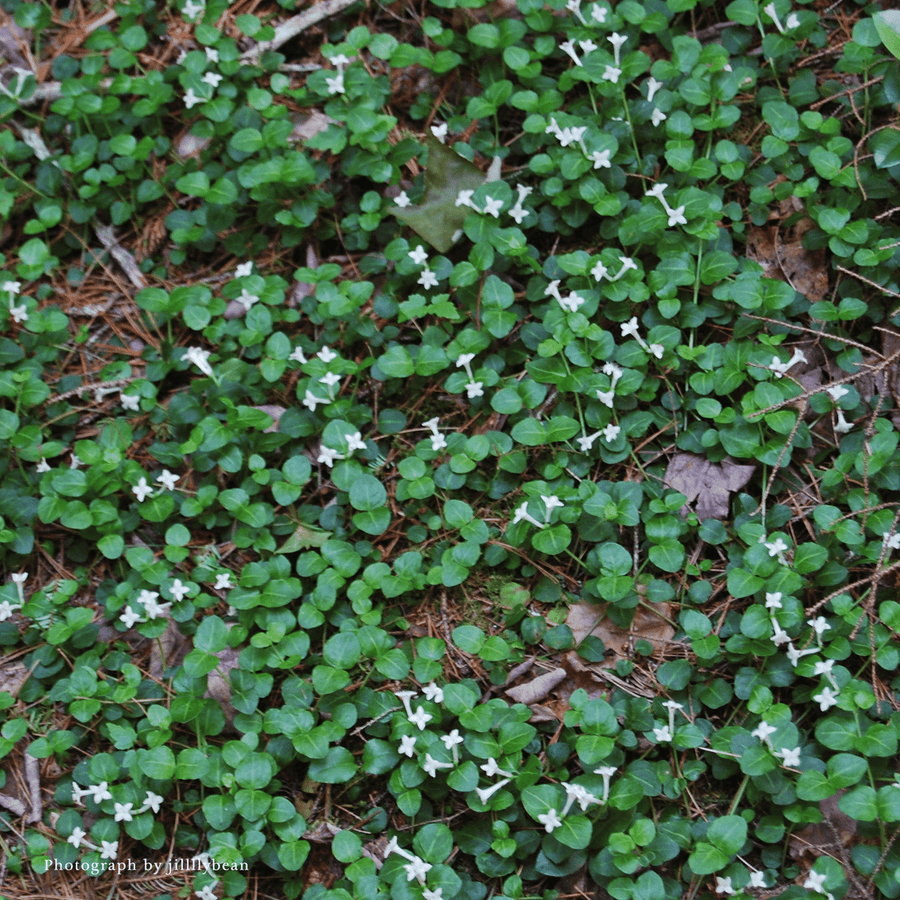 Bare Root Partridge Berry (Mitchella repens) - Monticello Shop