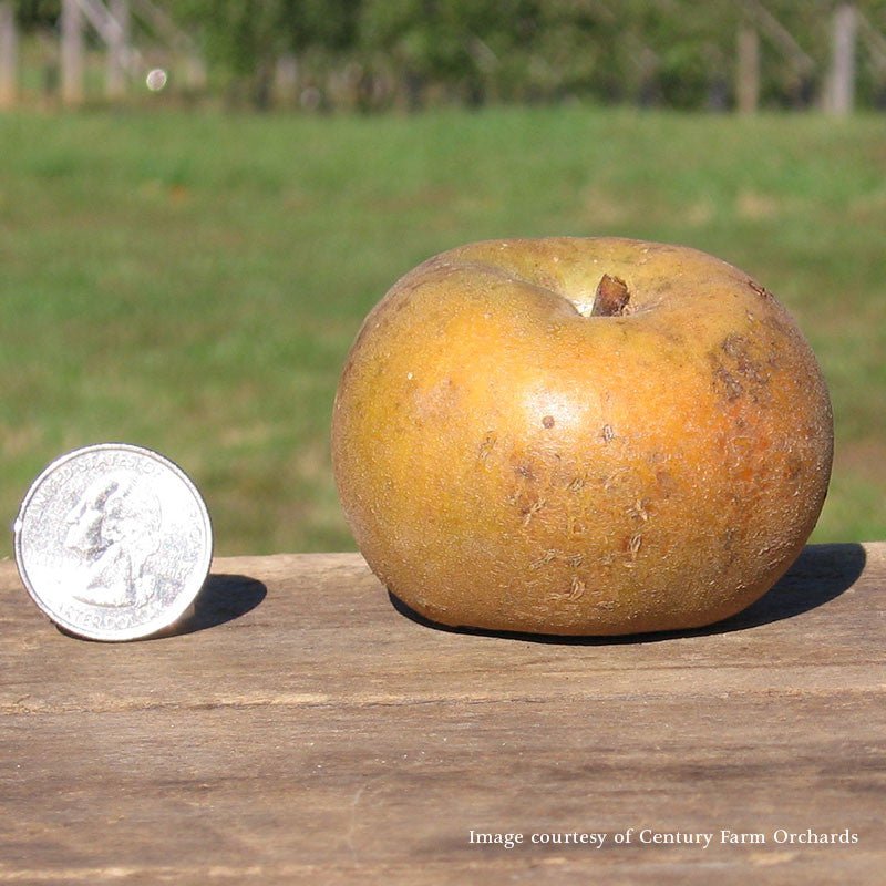 *Pomme Bare Root Pomme Gris Apple Tree (Malus cv.) – Monticello Shop