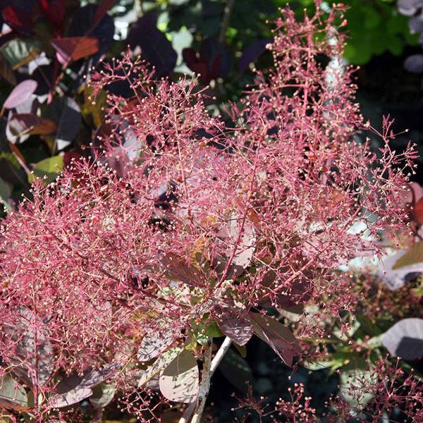 Bare Root Purple Smoketree (Cotinus coggygria 'Royal Purple') – Monticello  Shop