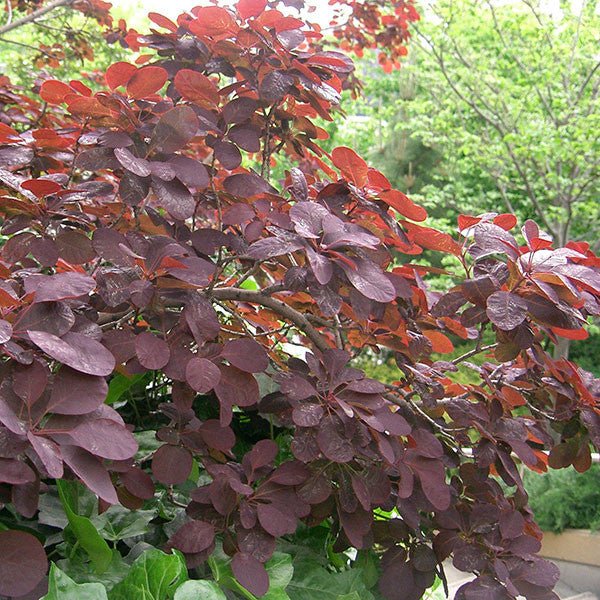 Bare Root Purple Smoketree (Cotinus coggygria ‘Royal Purple’) - Monticello Shop